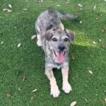 It’s Adopt a Shelter Dog Month