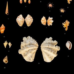 Shell Museum Offering Summer Discounts - Beach Talk Radio News