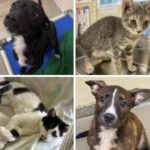 Good News For The Animals