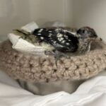 People Love To Help The Animals at CROW