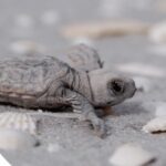 Want to See a Turtle Hatchling Release?