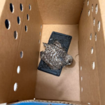 Burrowing Owl Saved and Set Free